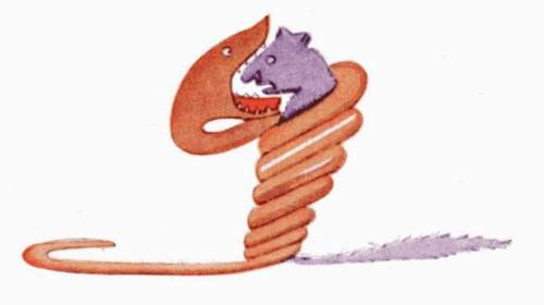 Dessin d’un serpent boa avalant un fauve