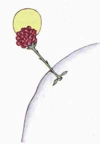 La rose rouge sur la planète du petit prince