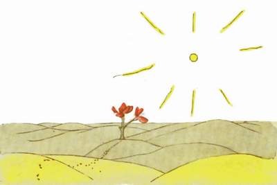 La fleur à trois pétales dans le désert